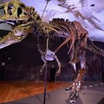 Bộ xương khủng long bạo chúa lớn nhất thế giới ra đấu giá Bộ xương khủng long bạo chúa lớn nhất thế giới ra đấu giá - Ảnh 1.