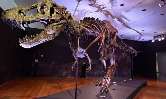 Bộ xương khủng long bạo chúa lớn nhất thế giới ra đấu giá - Ảnh 1.