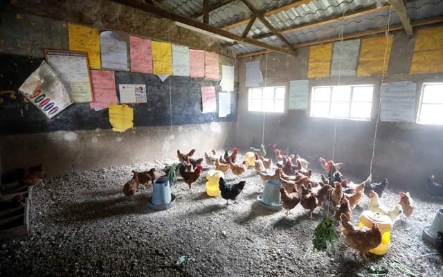 Trường học đóng cửa do COVID-19, giáo viên nuôi gà trong lớp - Ảnh 2.
