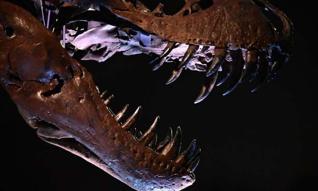 Bộ xương khủng long bạo chúa lớn nhất thế giới ra đấu giá - Ảnh 2.