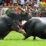 Đồ Sơn dừng lễ hội chọi trâu truyền thống vì dịch Covid-19 Do Son dung le hoi choi trau anh 1