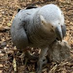 5 con vẹt bị sa thải vì chửi khách ở công viên day vet noi anh 1