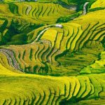 Mãn nhãn cảnh đẹp hùng vĩ của mùa vàng Mù Cang Chải Mãn nhãn cảnh đẹp hùng vĩ của mùa vàng Mù Cang Chải - Ảnh 1.