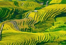 Mãn nhãn cảnh đẹp hùng vĩ của mùa vàng Mù Cang Chải Mãn nhãn cảnh đẹp hùng vĩ của mùa vàng Mù Cang Chải - Ảnh 1.