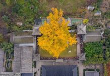 Cây rẻ quạt nghìn tuổi ở Trung Quốc cay co thu anh 1