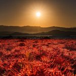 Hoa bỉ ngạn nở rực khắp Nhật Bản hoa bi ngan anh 1