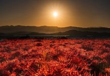 Hoa bỉ ngạn nở rực khắp Nhật Bản hoa bi ngan anh 1