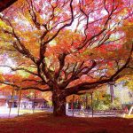 Cây phong 400 tuổi ở Nhật Bản cay phong anh 1