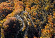 Rừng cây lá vàng trên cung đường 48 khúc cua ở Nhật Bản Nhat Ban anh 1