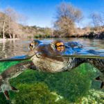 Ảnh ‘cóc bơi’ thắng giải chụp cận cảnh của năm anh du lich anh 1