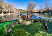 Ảnh ‘cóc bơi’ thắng giải chụp cận cảnh của năm anh du lich anh 1