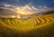 Ruộng bậc thang nào là di tích quốc gia đặc biệt? ruong bac thang mu cang chai anh 1