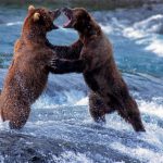 Những khoảnh khắc đẹp khi động vật giao chiến anh dong vat anh 1