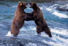 Những khoảnh khắc đẹp khi động vật giao chiến anh dong vat anh 1