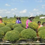 Đồng Tháp ‘đánh thức’ tiềm năng du lịch Làng hoa Sa Đéc (TP.Sa Đéc, Đồng Tháp) mỗi năm thu hút hàng triệu du khách đến tham quan /// Trần Ngọc