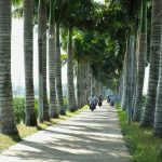 Về miền Tây check-in con đường cau vua ‘có một không hai’ ở Long An Người dân đi qua hàng cau vua lúc sáng sớm /// Quách Duy Thịnh