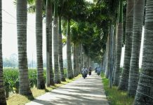 Về miền Tây check-in con đường cau vua ‘có một không hai’ ở Long An Người dân đi qua hàng cau vua lúc sáng sớm /// Quách Duy Thịnh