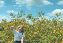 Những mùa hoa hút khách check-in dịp cuối năm Nhung mua hoa dip cuoi nam anh 1