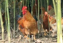 Hội thi vua gà tại Quảng Ninh Hoi thi vua ga anh 1