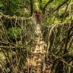 Loạt cầu rễ cây hơn 500 tuổi cau re cay anh 1