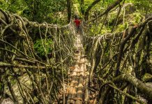 Loạt cầu rễ cây hơn 500 tuổi cau re cay anh 1