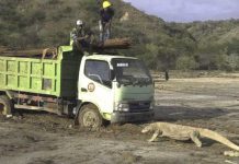 Bức ảnh về rồng Komodo gây quan ngại anh rong Komodo noi tieng anh 1