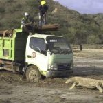 Bức ảnh về rồng Komodo gây quan ngại anh rong Komodo noi tieng anh 1