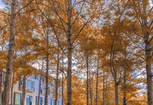 5 khu nghỉ dưỡng giữa rừng ở Đà Lạt khu nghi duong da lat anh 1