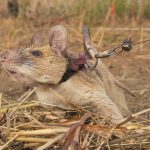 Chuyện thật như đùa, chú chuột được trao thưởng vì dẹp bom mìn Chuyện thật như đùa, chú chuột được trao thưởng vì dẹp bom mìn - Ảnh 1.