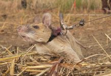 Chuyện thật như đùa, chú chuột được trao thưởng vì dẹp bom mìn Chuyện thật như đùa, chú chuột được trao thưởng vì dẹp bom mìn - Ảnh 1.