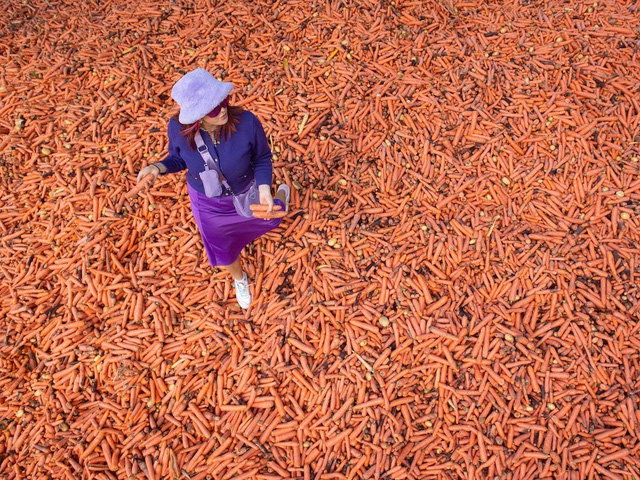 Kỳ lạ, đổ 240.000 củ cà rốt ra phố để trưng bày nghệ thuật - Ảnh 2.