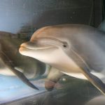 Thủy cung trong tương lai có thể sẽ chỉ còn “cá heo robot” Thủy cung trong tương lai có thể sẽ chỉ còn “cá heo robot” - Ảnh 1.