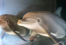 Thủy cung trong tương lai có thể sẽ chỉ còn “cá heo robot” Thủy cung trong tương lai có thể sẽ chỉ còn “cá heo robot” - Ảnh 1.