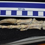 Phát hiện hóa thạch khủng long “lai vẹt” kỳ lạ Phát hiện hóa thạch khủng long “lai vẹt” kỳ lạ - Ảnh 1.