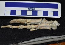 Phát hiện hóa thạch khủng long “lai vẹt” kỳ lạ Phát hiện hóa thạch khủng long “lai vẹt” kỳ lạ - Ảnh 1.