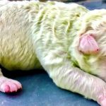 Độc lạ, chú chó lông xanh tự nhiên vừa chào đời tại Italy Độc lạ, chú chó lông xanh tự nhiên vừa chào đời tại Italy - Ảnh 1.