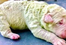 Độc lạ, chú chó lông xanh tự nhiên vừa chào đời tại Italy Độc lạ, chú chó lông xanh tự nhiên vừa chào đời tại Italy - Ảnh 1.