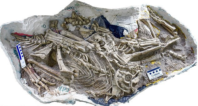 Phát hiện hóa thạch khủng long “lai vẹt” kỳ lạ - Ảnh 2.