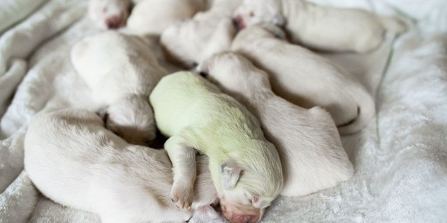 Độc lạ, chú chó lông xanh tự nhiên vừa chào đời tại Italy - Ảnh 2.