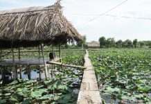 Nỗi buồn của ông chủ vườn hoa Sài Gòn thu nhập trăm triệu mỗi năm Nỗi buồn của ông chủ vườn hoa Sài Gòn thu nhập trăm triệu mỗi năm