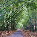 ‘Độc nhất’ miền Tây: Con đường tre xanh rì rào Con đường tre dài 500m với nhiều gốc tre đã già cỗi hơn 2 thập kỷ xen kẽ măng tre mới nhú /// ẢNH: THANH NHÃ