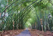 ‘Độc nhất’ miền Tây: Con đường tre xanh rì rào Con đường tre dài 500m với nhiều gốc tre đã già cỗi hơn 2 thập kỷ xen kẽ măng tre mới nhú /// ẢNH: THANH NHÃ