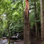 Bàn tay khổng lồ giữa khu rừng xứ Wales Ban tay khong lo cua Vyrnwy anh 1