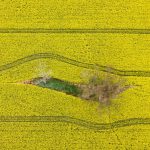 Biển vàng trong mùa cải dầu bội thu ở Australia mua cai dau boi thu o Australia anh 1