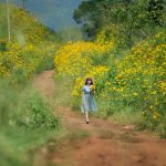 Giới trẻ check-in mùa hoa dã quỳ ở Đà Lạt Da Lat anh 1