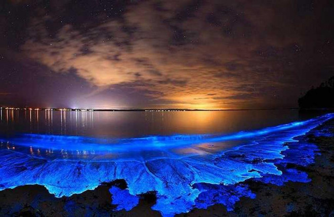 Tảo phát quang khiến bãi biển rực sáng vào ban đêm - 3