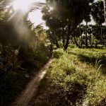 3 ngày lang thang An Giang, ngắm rừng Trà Sư mùa nước nổi du lich an giang anh 1