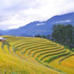 Mù Căng Chải cuối mùa lúa chín Mù Căng Chải cuối mùa lúa chín - Ảnh 1.