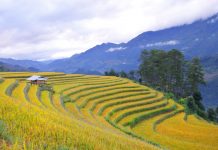 Mù Căng Chải cuối mùa lúa chín Mù Căng Chải cuối mùa lúa chín - Ảnh 1.