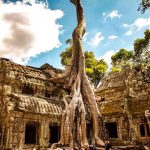 Những ngôi đền, chùa nằm dưới bộ rễ cây cổ thụ chua co bo re ben tren anh 1